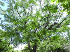 Fabaceae