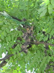 Fabaceae