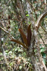 Trichocentrum andreanum