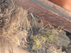 Turdus leucomelas