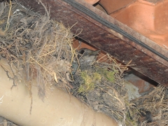 Turdus leucomelas