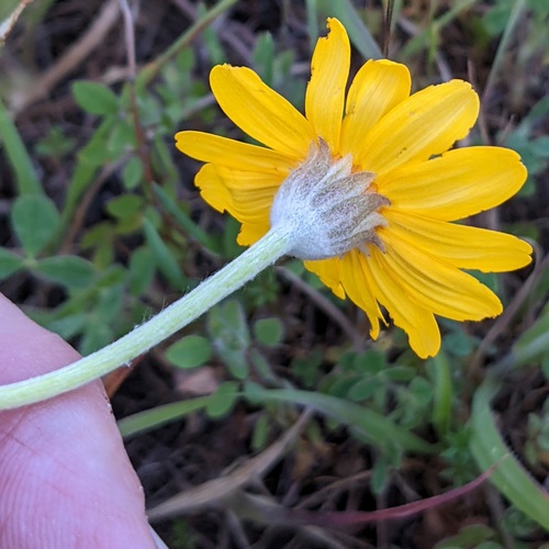 Eriophyllum lanatum