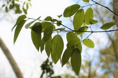 Karwinskia calderonii