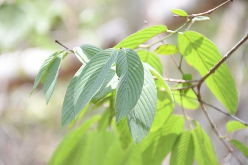 Karwinskia calderonii, photograph 1