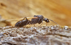 Camponotus ligniperda
