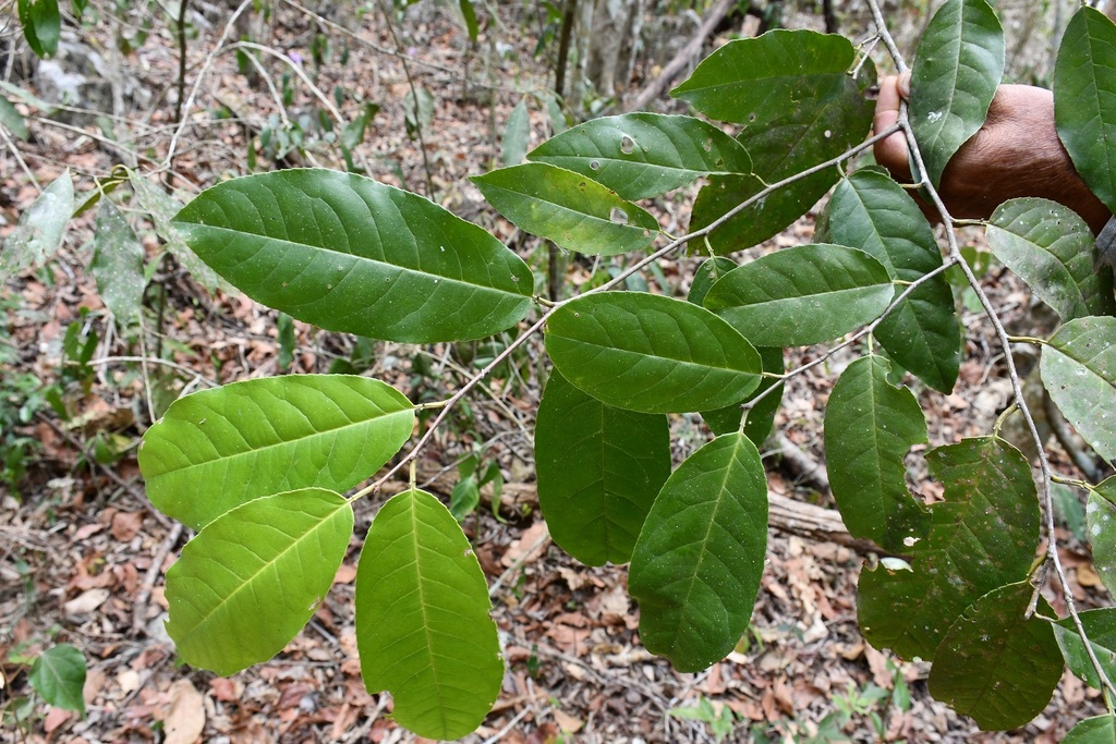 Prunus salasii; photograph (c) Neptalí Ramírez Marcial, some rights reserved (CC BY)