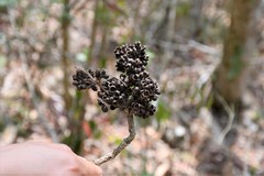 Zanthoxylum quassiifolium