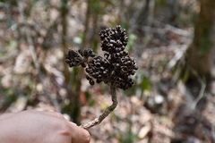 Zanthoxylum quassiifolium