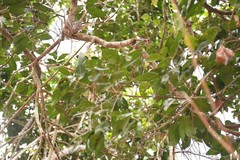 Sideroxylon persimile