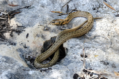 Macroprotodon mauritanicus