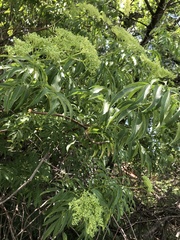 Sambucus cerulea