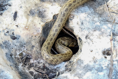 Macroprotodon mauritanicus