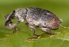 Bradybatus kellneri