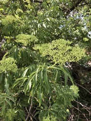 Sambucus cerulea