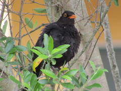 Turdus merula