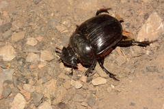 Synapsis tmolus