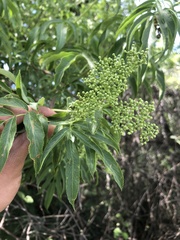 Sambucus cerulea