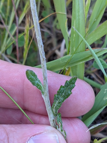 Eriophyllum lanatum