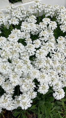 Iberis sempervirens