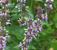 Stachys alpina