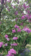 Syringa vulgaris