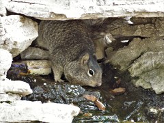Otospermophilus variegatus
