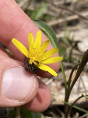 Taraxacum palustre