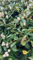 Prunus laurocerasus