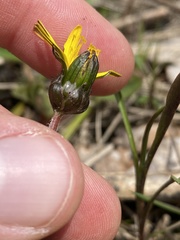 Taraxacum palustre