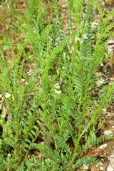Vicia ervilia