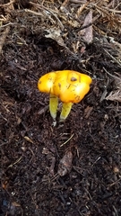 Hygrocybe