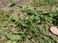 Helminthotheca echioides