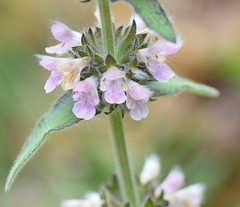 Stachys alpina