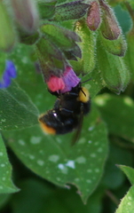 Bombus