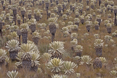 Espeletia pycnophylla