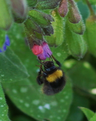 Bombus