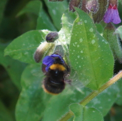 Bombus