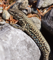Podarcis muralis