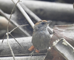 Synallaxis ruficapilla