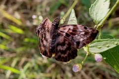 Ebrietas