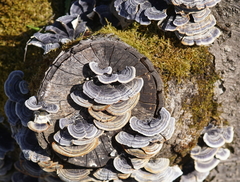Trametes versicolor