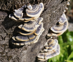 Trametes versicolor