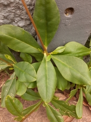 Talinum paniculatum