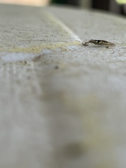 Chrysoperla pudica-group