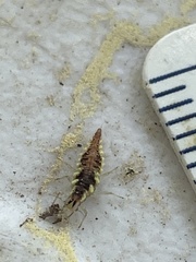 Chrysoperla pudica-group