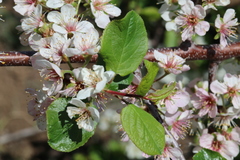 Prunus subcordata