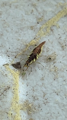 Chrysoperla pudica-group