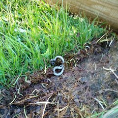 Dipsas ventrimaculata