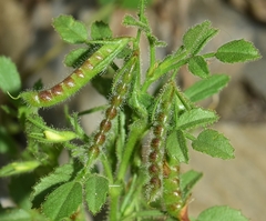 Ononis ornithopodioides