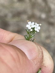 Cryptantha wigginsii